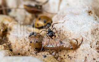 Working ant with prey