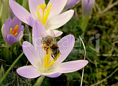 krokusblüte mit Biene