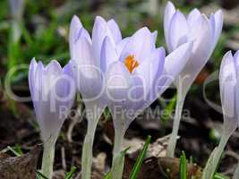 violette Krokusblüten im Frühling