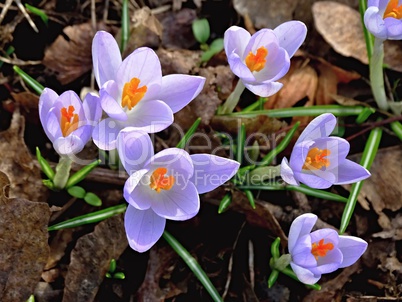 violette Krokusblüten im Frühling