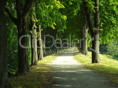 Waldweg im Sommer mit Kastaien