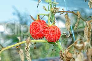 Withered tomatoes in greenhouse
