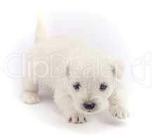 Little bichon puppy