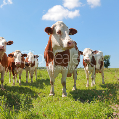 Montbeliarde cattle