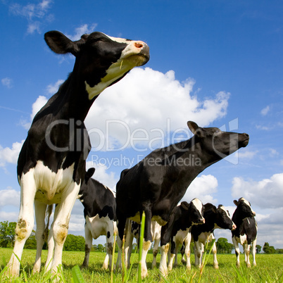 Holstein cows sniffing