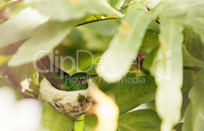 Nesting Blue chinned emerald hummingbird