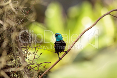 Blue necked tanager scientifically known as Tangara cyanicoilis