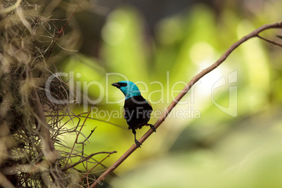 Blue necked tanager scientifically known as Tangara cyanicoilis