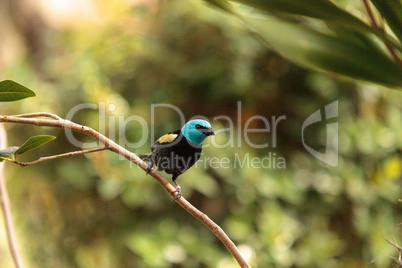 Blue necked tanager scientifically known as Tangara cyanicoilis