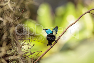 Blue necked tanager scientifically known as Tangara cyanicoilis