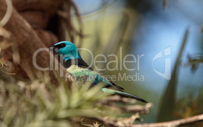 Blue necked tanager scientifically known as Tangara cyanicoilis