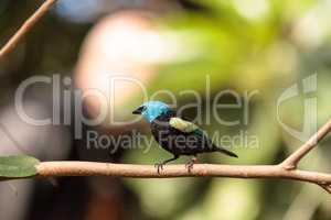 Blue necked tanager scientifically known as Tangara cyanicoilis