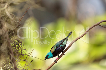 Blue necked tanager scientifically known as Tangara cyanicoilis