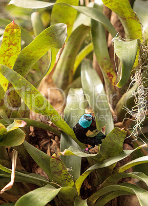 Blue necked tanager scientifically known as Tangara cyanicoilis