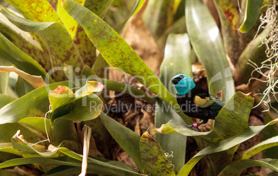 Blue necked tanager scientifically known as Tangara cyanicoilis