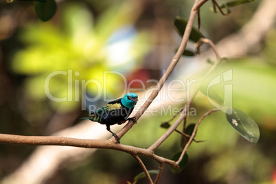 Blue necked tanager scientifically known as Tangara cyanicoilis
