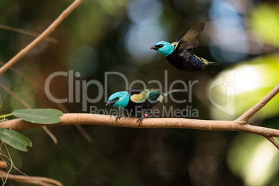 Blue necked tanager scientifically known as Tangara cyanicoilis