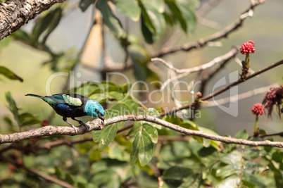 Blue necked tanager scientifically known as Tangara cyanicoilis