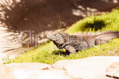 Cuban iguana known as Cyclura nubila nubile
