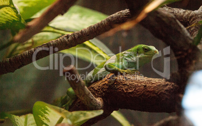 Figian banded iguana Brachylophus bulabula