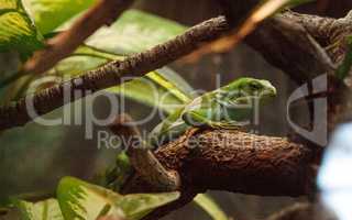 Figian banded iguana Brachylophus bulabula