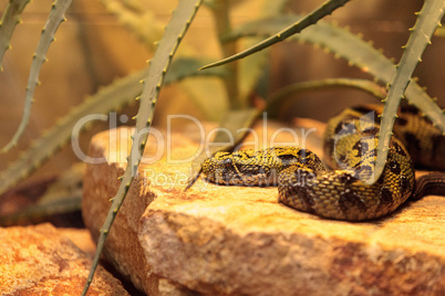 Ethiopian mountain adder known as Bitis parviocula