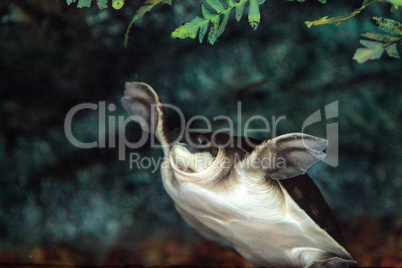 Fly river turtle known as Carettochelys insculpta