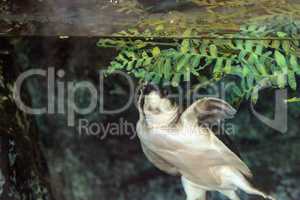 Fly river turtle known as Carettochelys insculpta