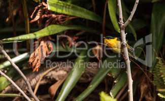 Golden collared manakin known as Manacus vitellinus