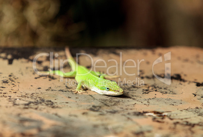 Green anole scientifically known as Anolis Carolinensis