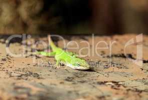 Green anole scientifically known as Anolis Carolinensis
