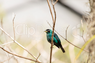 Green honeycreeper scientifically known as Chlorophanes spiza