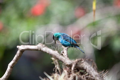 Green honeycreeper scientifically known as Chlorophanes spiza