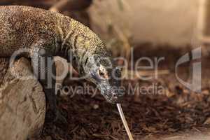 Komodo dragon, Varanus komodoensis