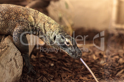 Komodo dragon, Varanus komodoensis