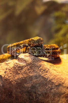 Mang mountain pit viper known as Protobothrops mangshanensis