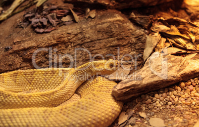 Northwest neotropical rattlesnake known as Crotalus culminatus