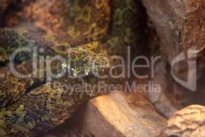 Mang mountain pit viper known as Protobothrops mangshanensis