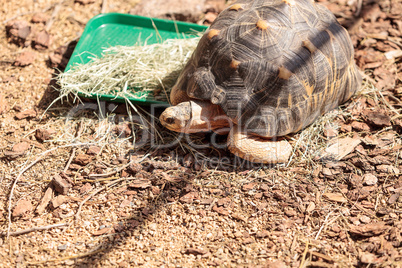 Radiated tortoise scientifically known as Astrochelys radiata