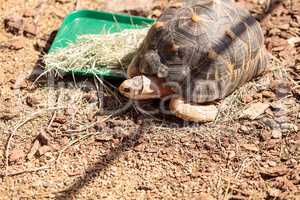 Radiated tortoise scientifically known as Astrochelys radiata