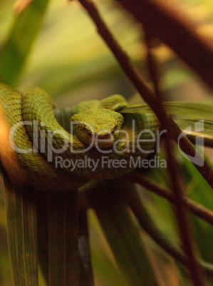 Rowleys palm pit viper known as Bothriechis rowleyi