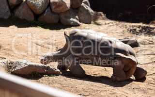 San Salvador Island tortoise known as Chelonoidis nigra darwini