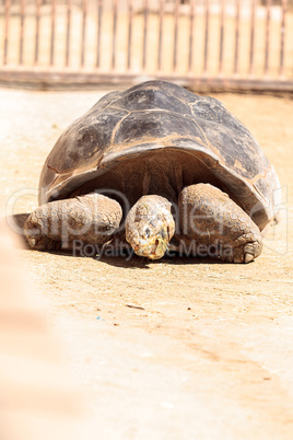 San Salvador Island tortoise known as Chelonoidis nigra darwini