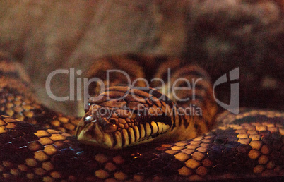 Scrub python known as Morelia amethistina