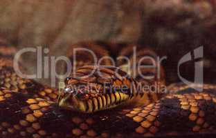 Scrub python known as Morelia amethistina