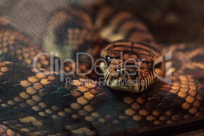 Scrub python known as Morelia amethistina