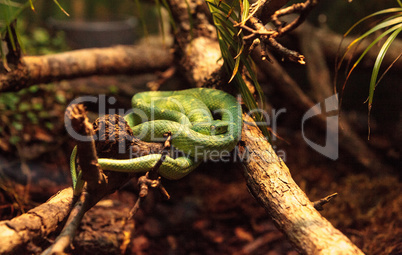 Side striped palm pit viper known as Bothriechis lateralis