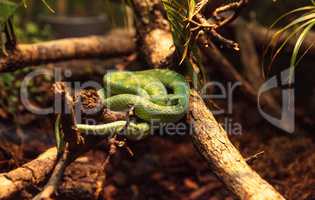 Side striped palm pit viper known as Bothriechis lateralis