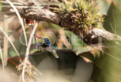 White necked Jacobin known as Florisuga mellivora