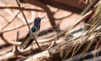 White necked Jacobin known as Florisuga mellivora